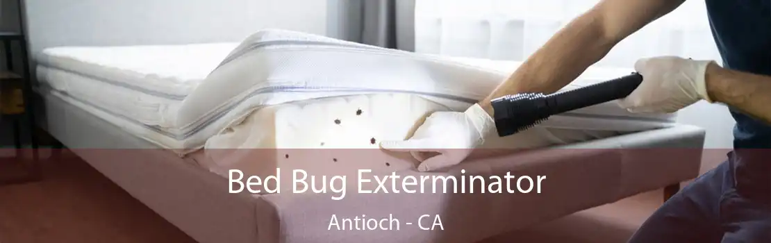 Bed Bug Exterminator Antioch - CA