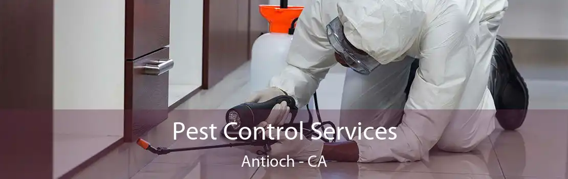 Pest Control Services Antioch - CA